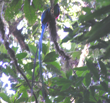 Resplendent Quetzal Monteverde 3_2005